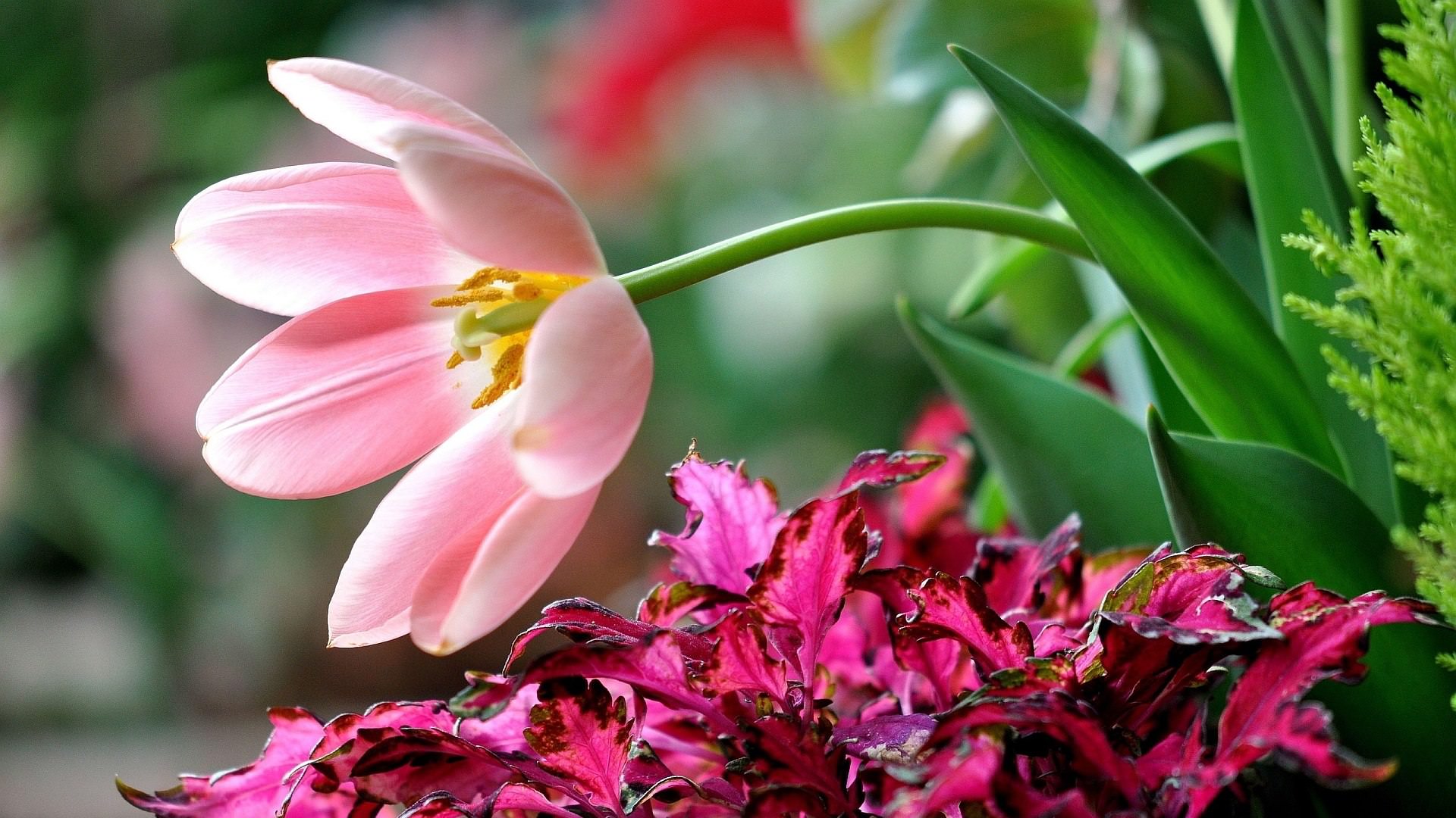 بمونی باهام