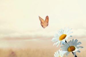 دانلود آهنگ کولی کولی