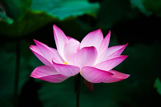 آهنگ های این خواننده عالی