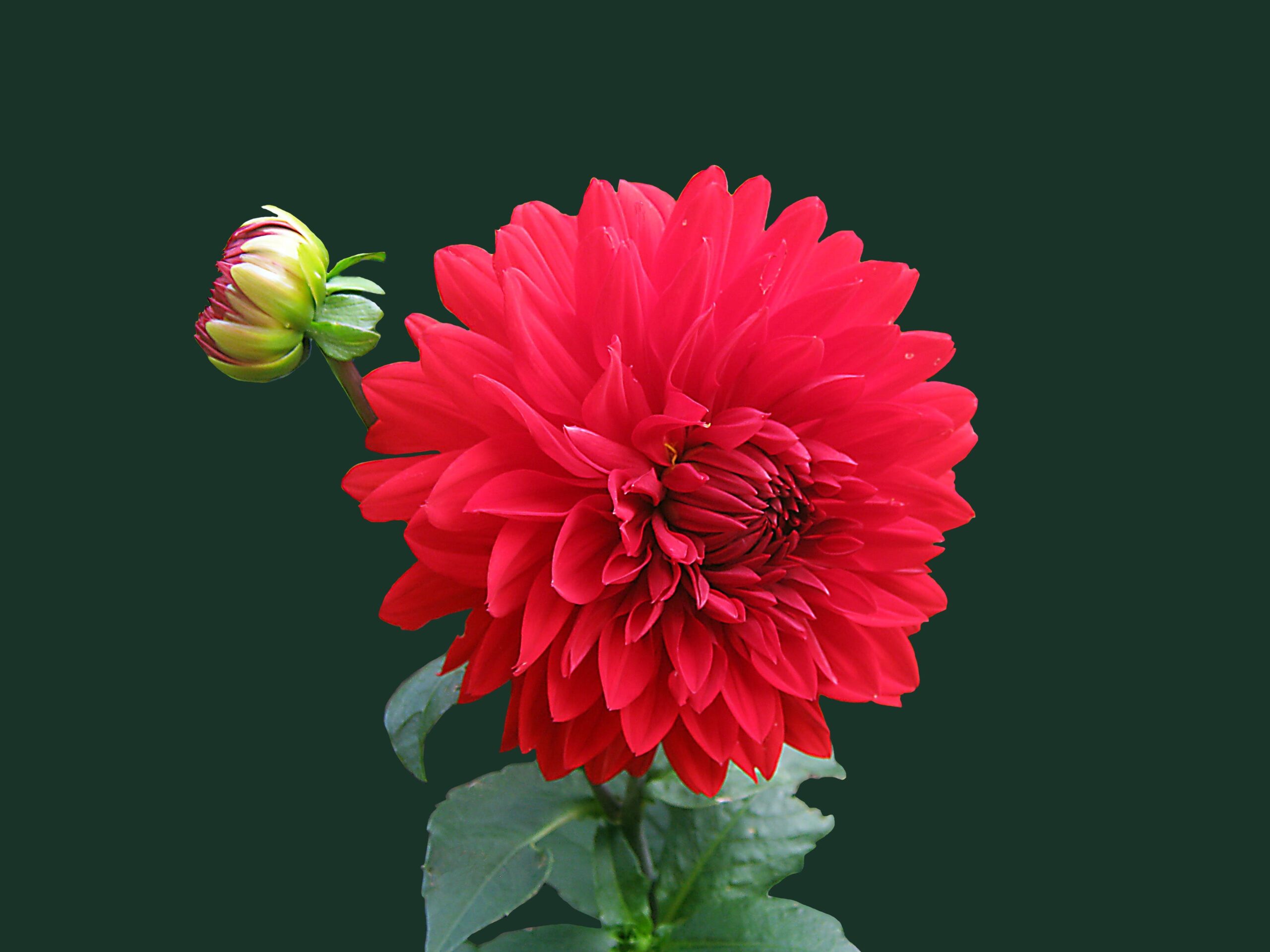  نازنین عاشق