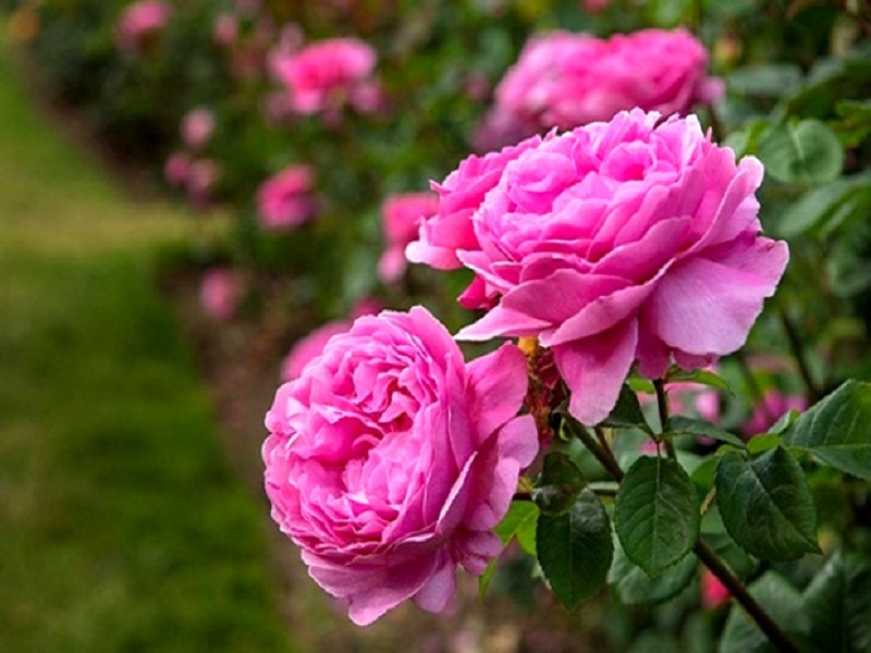 سوسن دل قشنگه