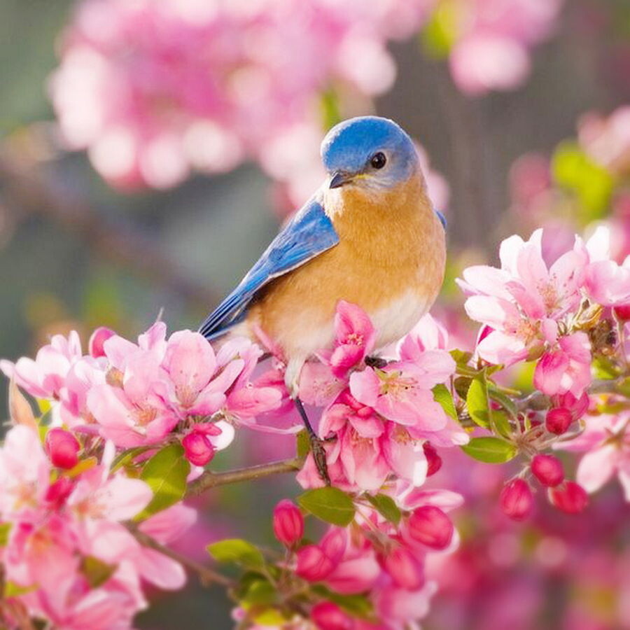 دلکش آمد نو بهار