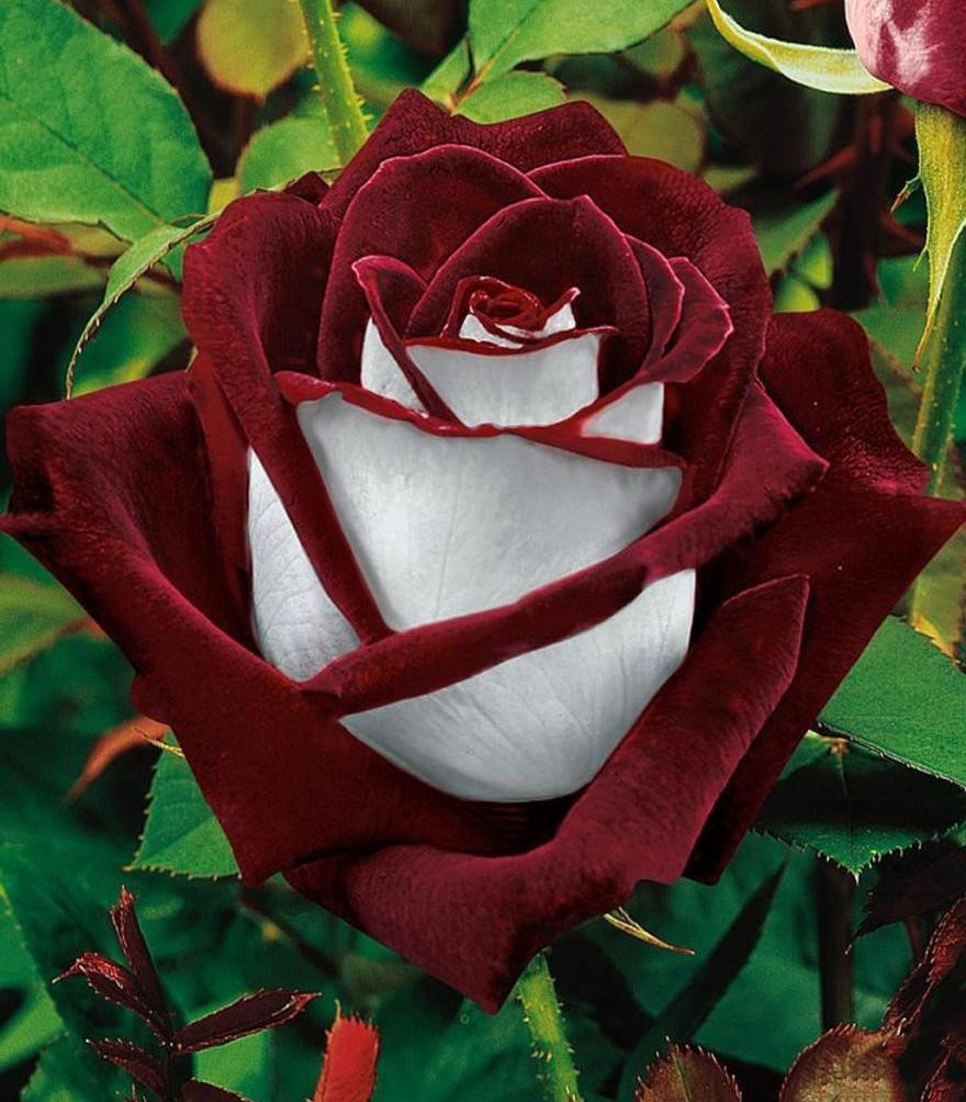 دلکش ساقی