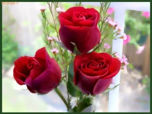 دانلود آهنگ سازش سازش