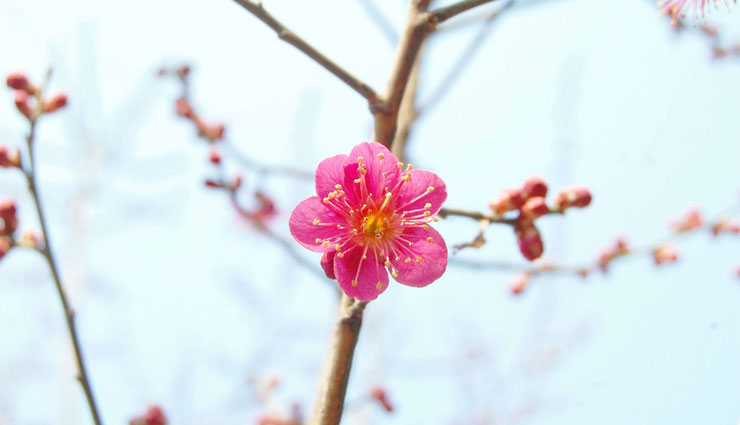 مرضیه گل های بهاری