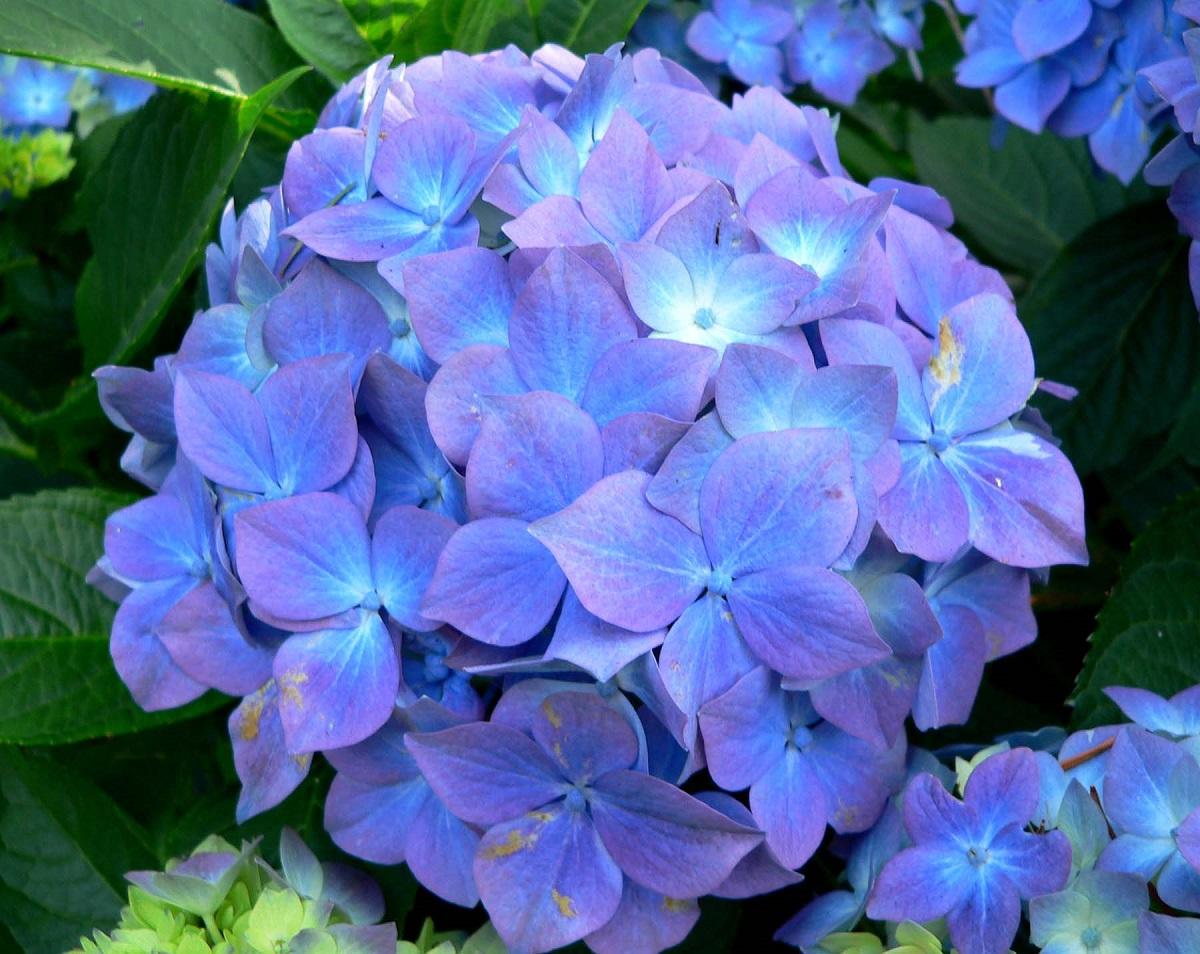 هایده مثل گذشته ها نیست