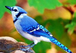 دانلود آهنگ پرنده پرنده