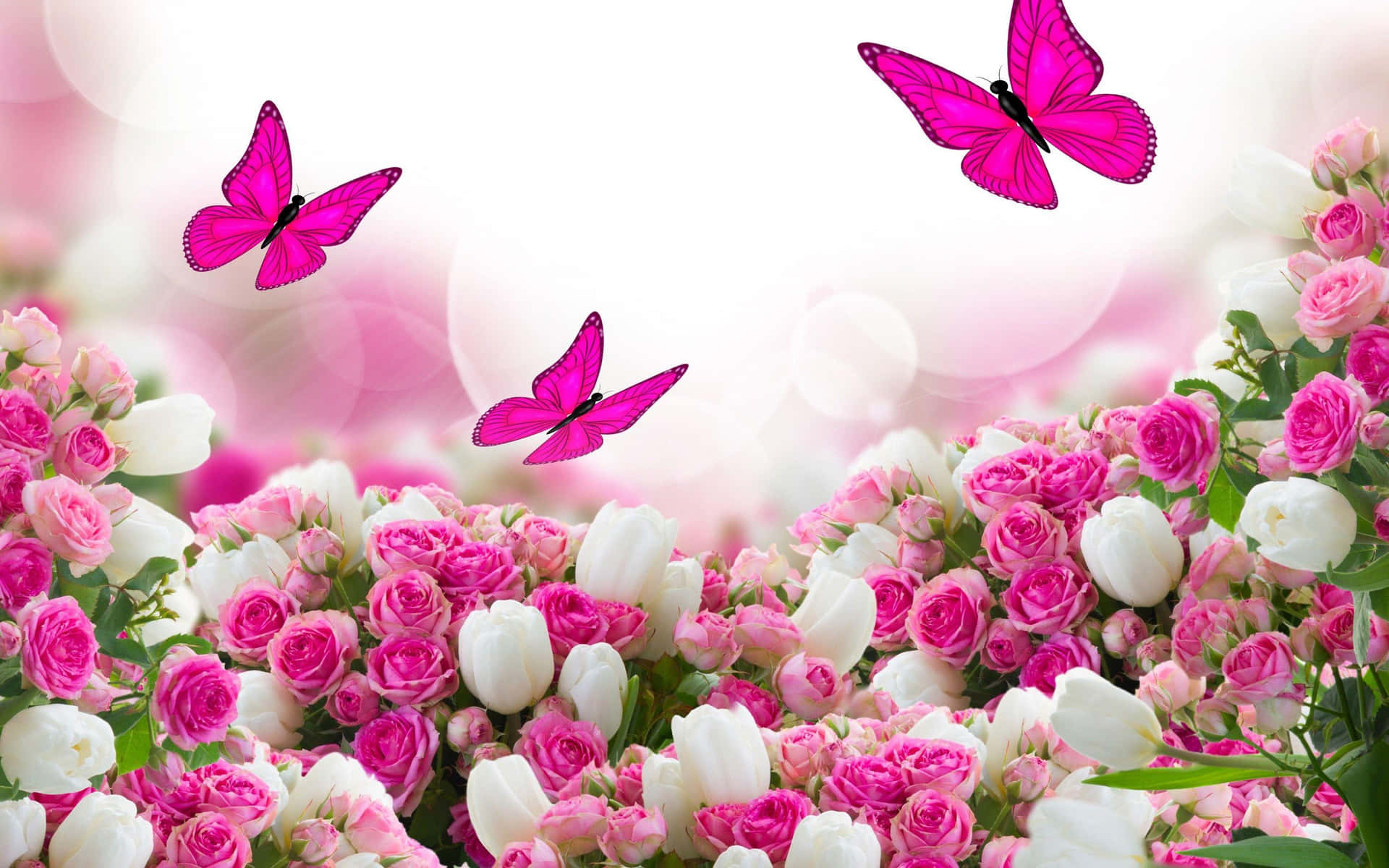 نوش آفرین مسافر