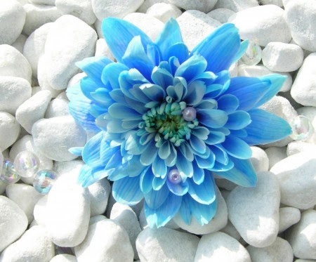 گوگوش برای من