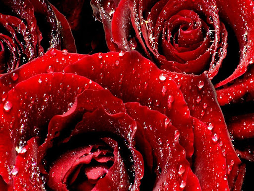 گوگوش درد من