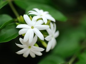 دانلود آهنگ یاس سپید یاس سپید